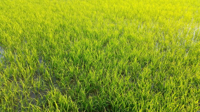  stock photo the wind slowly blows on the eco rice yard at Thai area. 