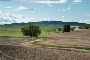 Two barns nestled in the rolling hilly farmland of the Palouse region of Washington state, with trees and clouds in the sky.	