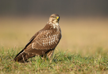 Common buzzard (Buteo buteo) close up