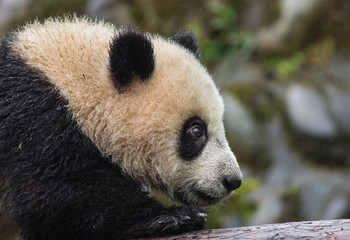 Giant panda, Ailuropoda melanoleuca, approximately 6-8 months old, walking along a log in the rain.
