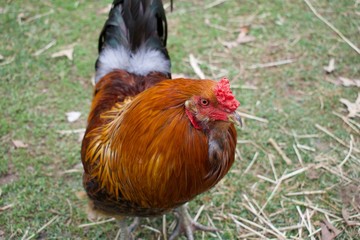 Backyard barnyard, pasture free range chickens on small plot of land.