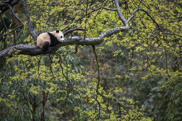 Giant panda, Ailuropoda melanoleuca, approximately 6-8 months old, resting on a tree branch high in the forest canopy.