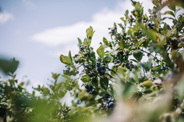 branch of a blueberry bush