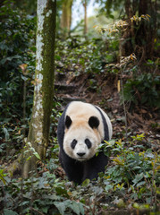 Obraz premium Portrait of a giant panda, Ailuropoda melanoleuca, walking through the forest.