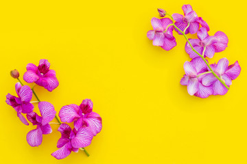 Fresh purple orchid on yellow background. Home outdoor decorating and gardening concept