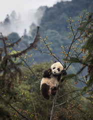 Giant panda, Ailuropoda melanoleuca, approximately 6-8 months old, climbing high in the trees with mountain background.