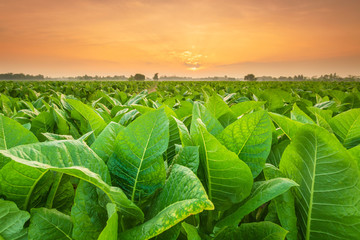 View of tobacco plant in the field at Sukhothai province, Northern of Thailand