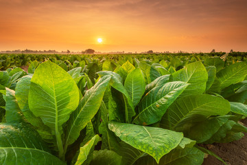 View of tobacco plant in the field at Sukhothai province, Northern of Thailand