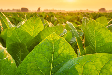 View of tobacco plant in the field at Sukhothai province, Northern of Thailand