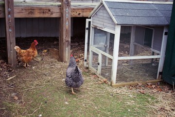 Backyard barnyard, pasture free range chickens on small plot of land. © JMP Traveler