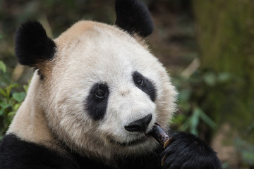 Naklejka premium Portrait of a giant panda, Ailuropoda melanoleuca, sitting in the forest eating bamboo.
