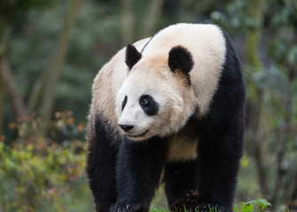 Obraz premium Portrait of a giant panda, Ailuropoda melanoleuca, standing in the forest.