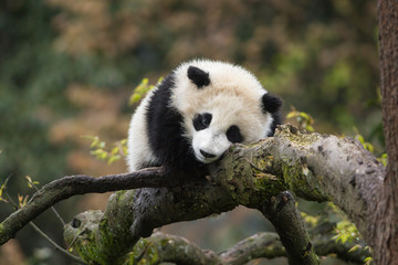 Giant panda, Ailuropoda melanoleuca, approximately 6-8 months old, resting on a tree branch.
