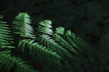 fern in the forest