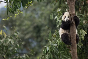 Poster Reuzenpanda, Ailuropoda melanoleuca, ongeveer 6-8 maanden oud, klampt zich vast aan een boom hoog boven de grond. © JAK