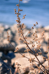 Spring on the sea