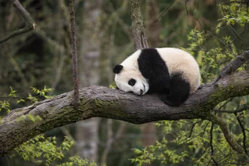  Giant panda, Ailuropoda melanoleuca, approximately 6-8 months old, resting on a tree branch high in the forest canopy. © JAK