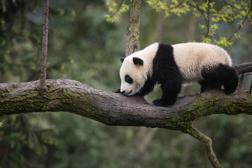 Giant panda, Ailuropoda melanoleuca, approximately 6-8 months old, walking on a tree branch high in the forest canopy.