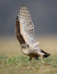 Northern goshawk (Accipiter gentilis) close up