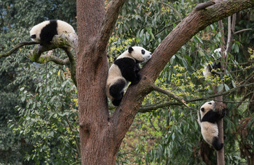 Obraz premium Giant pandas, Ailuropoda melanoleuca, approximately 6-8 months old, climbing in the trees.