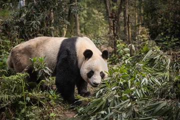 Gardinen Panda Giant panda, Ailuropoda melanoleuca, standing in the forest.  © JAK