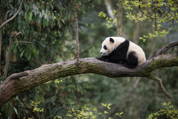 Giant panda, Ailuropoda melanoleuca, approximately 6-8 months old, sitting on a tree branch high in the forest canopy.