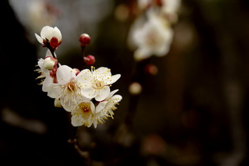 早春の白い梅の花が咲き始める