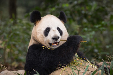 Portrait of a giant panda, Ailuropoda melanoleuca, eating bamboo.