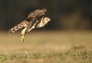 Northern goshawk (Accipiter gentilis) close up