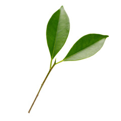 Fresh green leaves branch macro shot isolate on white background
