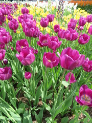 Vibrant colors tulips in conservatory