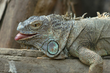 headshot of iguana open mouth in the cage,