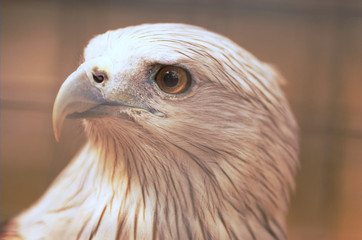 headshot of eagle in the cage.