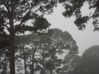 Foggy Forest Tree Tops