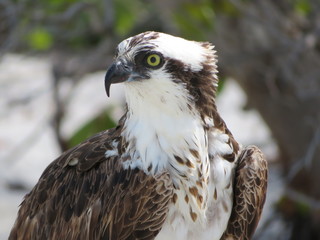Osprey profile looking left