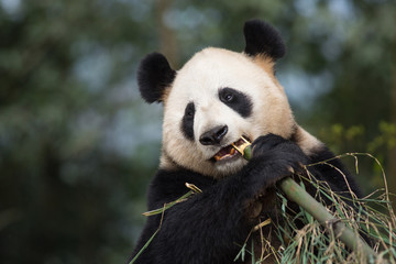 Fototapeta premium Portrait of a giant panda, Ailuropoda melanoleuca, eating bamboo.