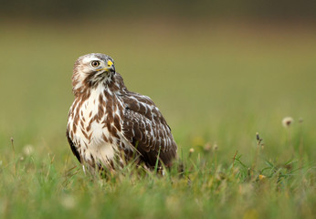 Common buzzard (Buteo buteo) close up