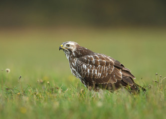 Common buzzard (Buteo buteo) close up