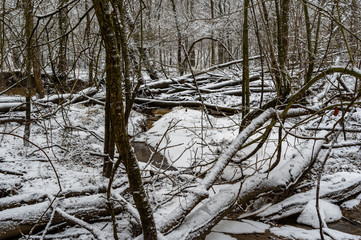 Fallen Trees in Snow