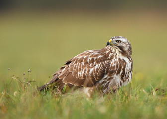 Common buzzard (Buteo buteo) close up