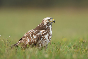Common buzzard (Buteo buteo) close up