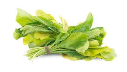 Fototapeta premium Chinese kale vegetable an isolated on white background