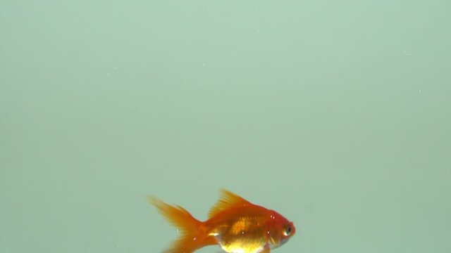 Slow motion view of goldfish swimming in the tank. Gold fish swimming randomly close up.