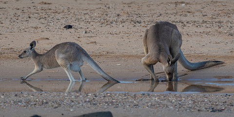 Two Eastern Grey Kangaroos search for water on a beach during a drought . 