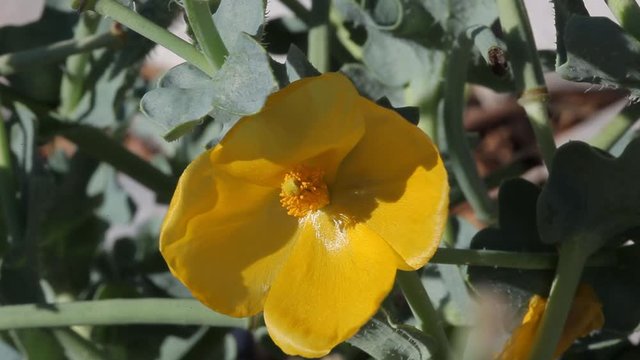 Yellow hornpoppy from Brijuni National Park