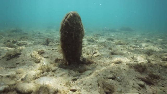 The noble pen shell from Brijuni National Park