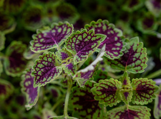Purple and Green Detail on Leaves