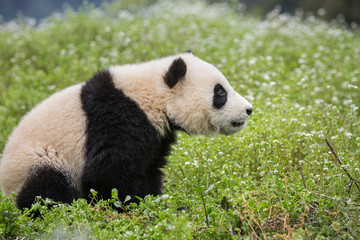 Fototapeta premium Giant panda, Ailuropoda melanoleuca, approximately 6-8 months old, sitting upright in wildflowers.