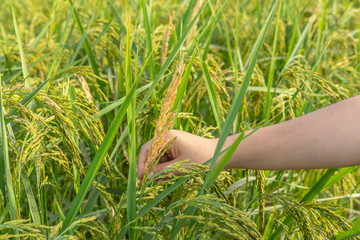Rice field nature food background green leaves at north Thailand / Hand tenderly touching a young rice in the paddy field / Glutinous rice varieties(Oryza sativa L.(RD 6)).