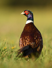 Ringneck Pheasant (Phasianus colchicus) male